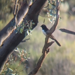 Rhipidura leucophrys (Willie Wagtail) at Gluepot Reserve - 6 May 2024 by Darcy