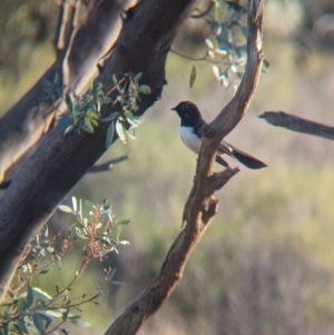 Rhipidura leucophrys at Gluepot, SA - 6 May 2024 04:07 PM