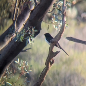 Rhipidura leucophrys at Gluepot, SA - 6 May 2024 04:07 PM