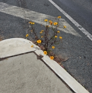 Tagetes erecta at Kaleen, ACT - 1 Jun 2024