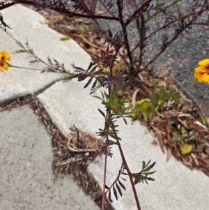 Tagetes erecta at Kaleen, ACT - 1 Jun 2024