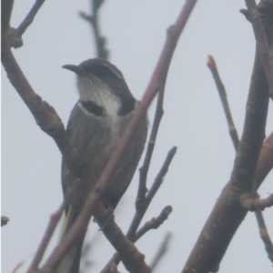 Phylidonyris pyrrhopterus (Crescent Honeyeater) at QPRC LGA by MatthewFrawley