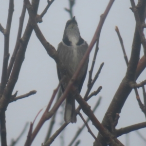 Phylidonyris pyrrhopterus at QPRC LGA - 1 Jun 2024