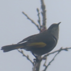 Phylidonyris pyrrhopterus at QPRC LGA - 1 Jun 2024