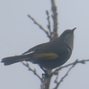 Phylidonyris pyrrhopterus at QPRC LGA - 1 Jun 2024