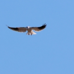 Elanus axillaris (Black-shouldered Kite) at Killara, VIC - 26 May 2024 by KylieWaldon