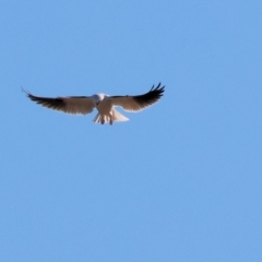 Elanus axillaris (Black-shouldered Kite) at Wodonga Regional Park - 26 May 2024 by KylieWaldon