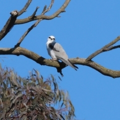 Elanus axillaris at Wodonga - 26 May 2024 11:27 AM