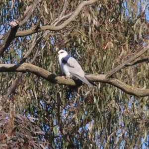 Elanus axillaris at Wodonga - 26 May 2024 11:27 AM