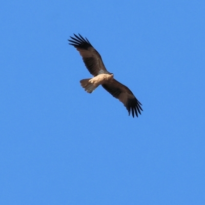 Haliastur sphenurus (Whistling Kite) at Wodonga Regional Park - 26 May 2024 by KylieWaldon