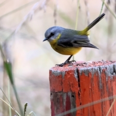 Eopsaltria australis (Eastern Yellow Robin) at Wodonga - 26 May 2024 by KylieWaldon