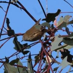 Acanthiza pusilla (Brown Thornbill) at Bandiana, VIC - 26 May 2024 by KylieWaldon