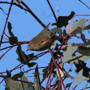 Acanthiza pusilla at Wodonga - 26 May 2024 10:58 AM