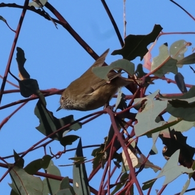 Acanthiza pusilla (Brown Thornbill) at Bandiana, VIC - 26 May 2024 by KylieWaldon