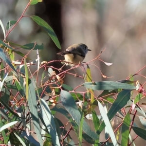 Acanthiza pusilla at Wodonga - 26 May 2024 10:58 AM