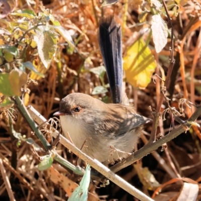 Malurus cyaneus (Superb Fairywren) at Wodonga - 26 May 2024 by KylieWaldon