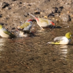 Zosterops lateralis (Silvereye) at Killara, VIC - 26 May 2024 by KylieWaldon