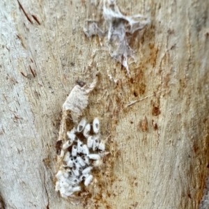 Monophlebulus sp. (genus) at Aranda, ACT by KMcCue