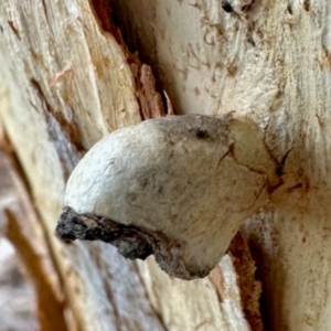 Unidentified Unidentified Insect Gall at Aranda, ACT by KMcCue