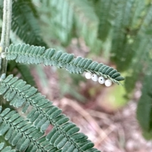 Cryptes baccatus at Aranda, ACT - 1 Jun 2024 03:01 PM