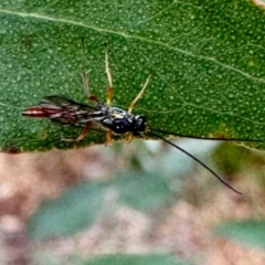 Unidentified Wasp (Hymenoptera, Apocrita) at Aranda, ACT - 1 Jun 2024 by KMcCue