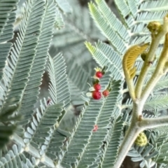 Unidentified Unidentified Insect Gall at Aranda, ACT - 1 Jun 2024 by KMcCue