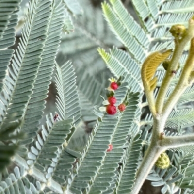 Unidentified Unidentified Insect Gall at Aranda, ACT - 1 Jun 2024 by KMcCue