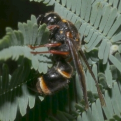 Unidentified Potter wasp (Vespidae, Eumeninae) at Freshwater Creek, VIC - 1 May 2024 by WendyEM