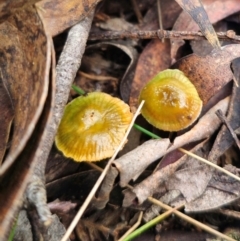 Gliophorus graminicolor (Slimy Green Waxcap) at Tallaganda State Forest - 1 Jun 2024 by Csteele4