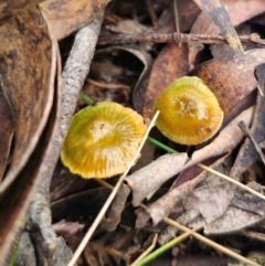 Gliophorus graminicolor at Tallaganda State Forest - 1 Jun 2024 by Csteele4