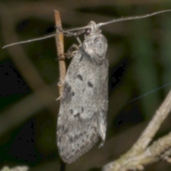 Philobota (genus) (Unidentified Philobota genus moths) at WendyM's farm at Freshwater Ck. - 2 May 2024 by WendyEM