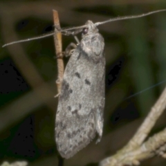 Philobota (genus) at Freshwater Creek, VIC - 2 May 2024 by WendyEM