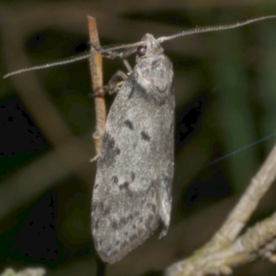 Philobota (genus) at Freshwater Creek, VIC - 2 May 2024 by WendyEM