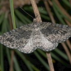 Aponotoreas dascia (Dascia Carpet) at Freshwater Creek, VIC - 2 May 2024 by WendyEM