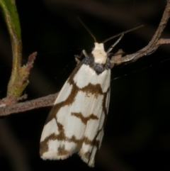 Chiriphe dichotoma (Reticulated Footman) at WendyM's farm at Freshwater Ck. - 2 May 2024 by WendyEM