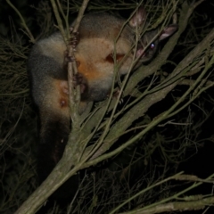 Trichosurus vulpecula at WendyM's farm at Freshwater Ck. - 2 May 2024 by WendyEM