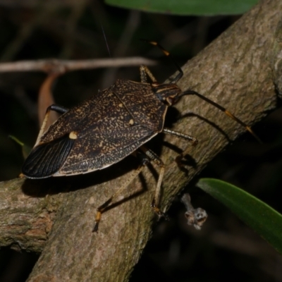 Unidentified Shield, Stink or Jewel Bug (Pentatomoidea) at Freshwater Creek, VIC - 2 May 2024 by WendyEM