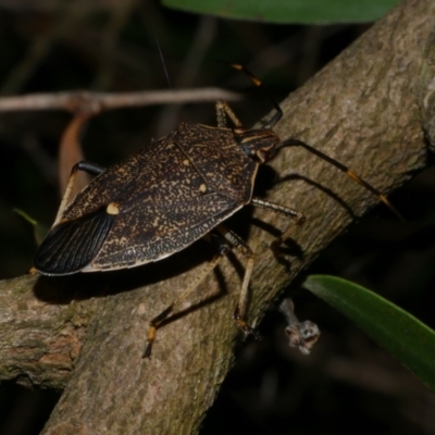 Poecilometis strigatus at Freshwater Creek, VIC - 2 May 2024 by WendyEM