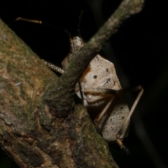 Poecilometis strigatus at WendyM's farm at Freshwater Ck. - 2 May 2024