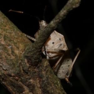 Poecilometis strigatus at WendyM's farm at Freshwater Ck. - 2 May 2024