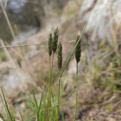 Enneapogon nigricans (Nine-awn Grass, Bottlewashers) at Molonglo, ACT - 1 Jun 2024 by BethanyDunne