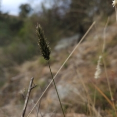 Enneapogon nigricans at Molonglo River Reserve - 1 Jun 2024