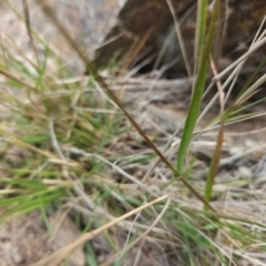 Enneapogon nigricans at Molonglo River Reserve - 1 Jun 2024