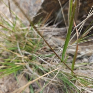 Enneapogon nigricans at Molonglo River Reserve - 1 Jun 2024 02:17 PM