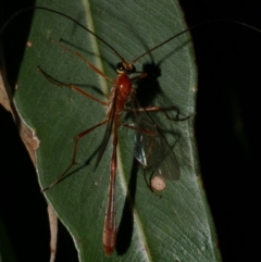 Ichneumonidae (family) at Freshwater Creek, VIC - 2 May 2024 by WendyEM
