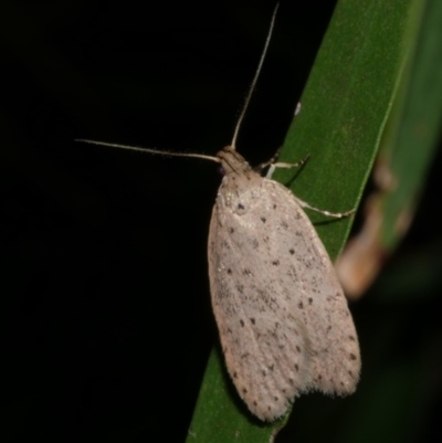 Stictochila sarcoptera (Wingia group) at WendyM's farm at Freshwater Ck. - 3 May 2024 by WendyEM