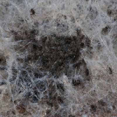 Badumna (genus) (Lattice-web spider) at WendyM's farm at Freshwater Ck. - 3 May 2024 by WendyEM