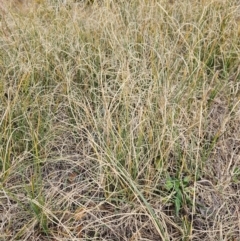 Carex bichenoviana at Coombs, ACT - 1 Jun 2024 by BethanyDunne