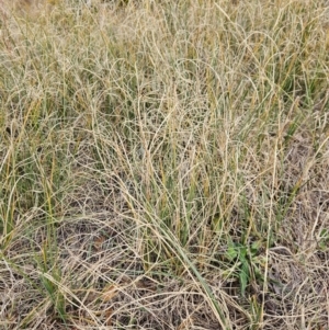 Carex bichenoviana at Molonglo River Reserve - 1 Jun 2024