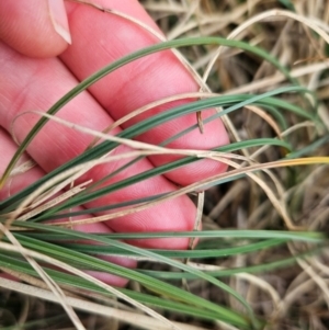 Carex bichenoviana at Molonglo River Reserve - 1 Jun 2024